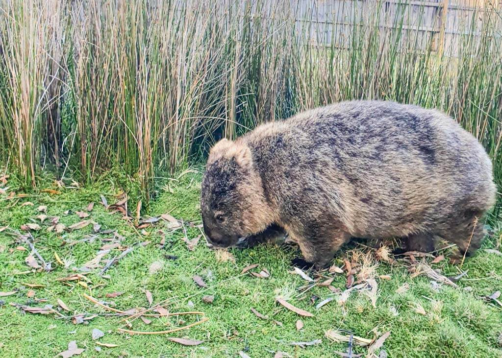 Walks in Cradle Mountain with wombats