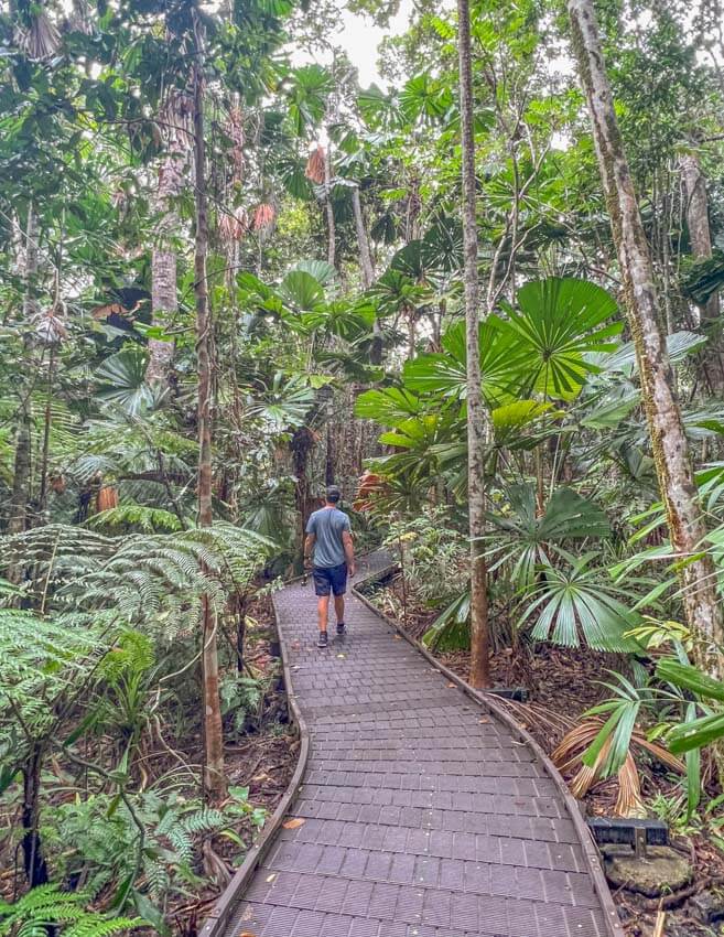 Dubuji Boardwalk in Daintree Rainforest