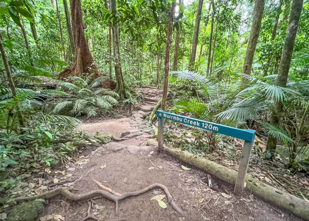Things to do in the Daintree National park